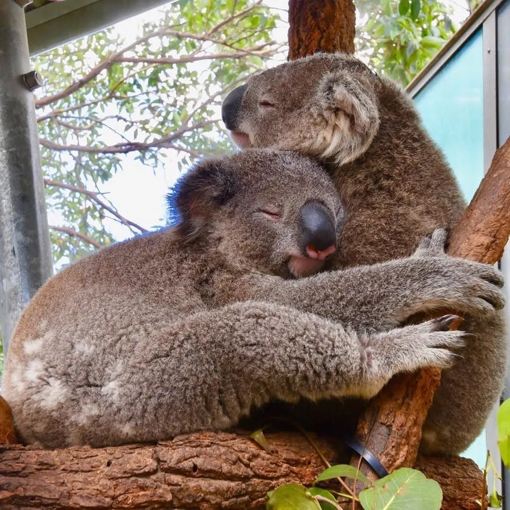 Deux koalas enlacés sur une branche d'eucalyptus