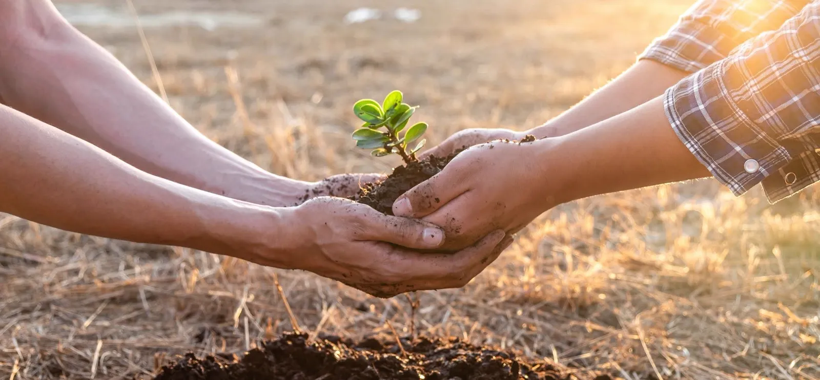 Deux personnes plantant ensemble un jeune arbre